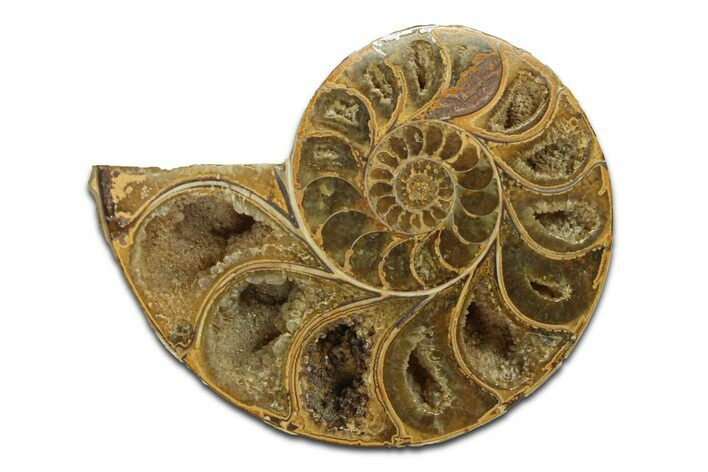 Jurassic Cut & Polished Ammonite Fossil (Half) - Madagascar #289365